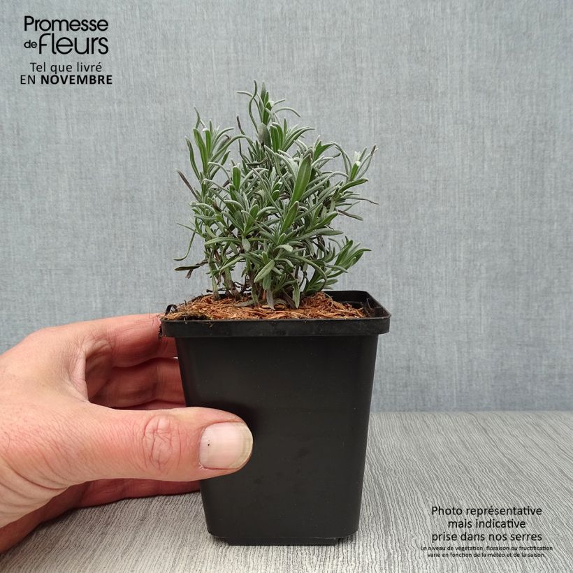 Lavandula angustifolia Munstead - True Lavender 8/9 cm pot sample as delivered in autumn