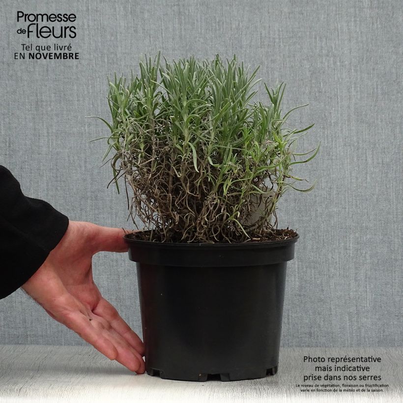 Lavandula angustifolia Munstead - True Lavender 2L/3L pot sample as delivered in autumn