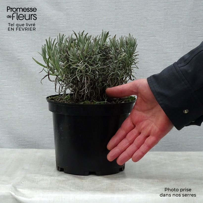 Lavandula angustifolia Munstead - True Lavender 2L/3L pot sample as delivered in winter