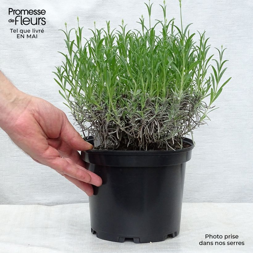 Lavandula angustifolia Munstead - True Lavender 2L/3L pot sample as delivered in spring