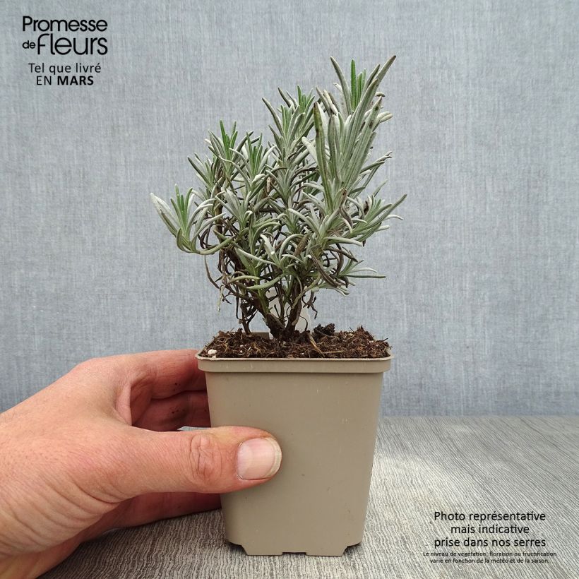 Lavandula angustifolia Silbermowe - True Lavender 8/9 cm pot sample as delivered in spring