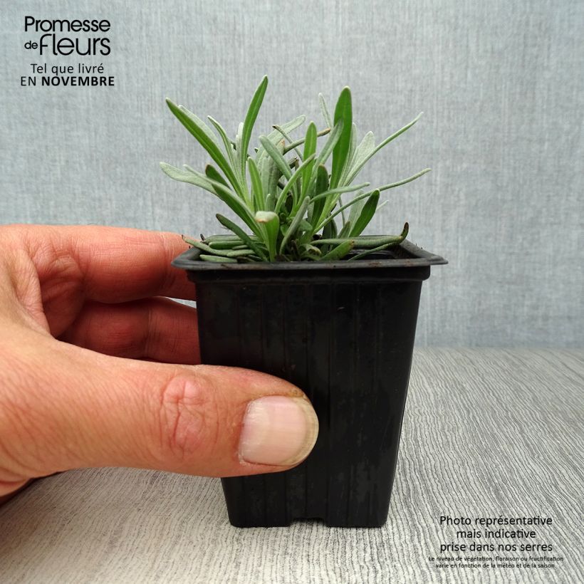 Lavandula intermedia Grosso - Lavandin 7/8 cm pot sample as delivered in autumn