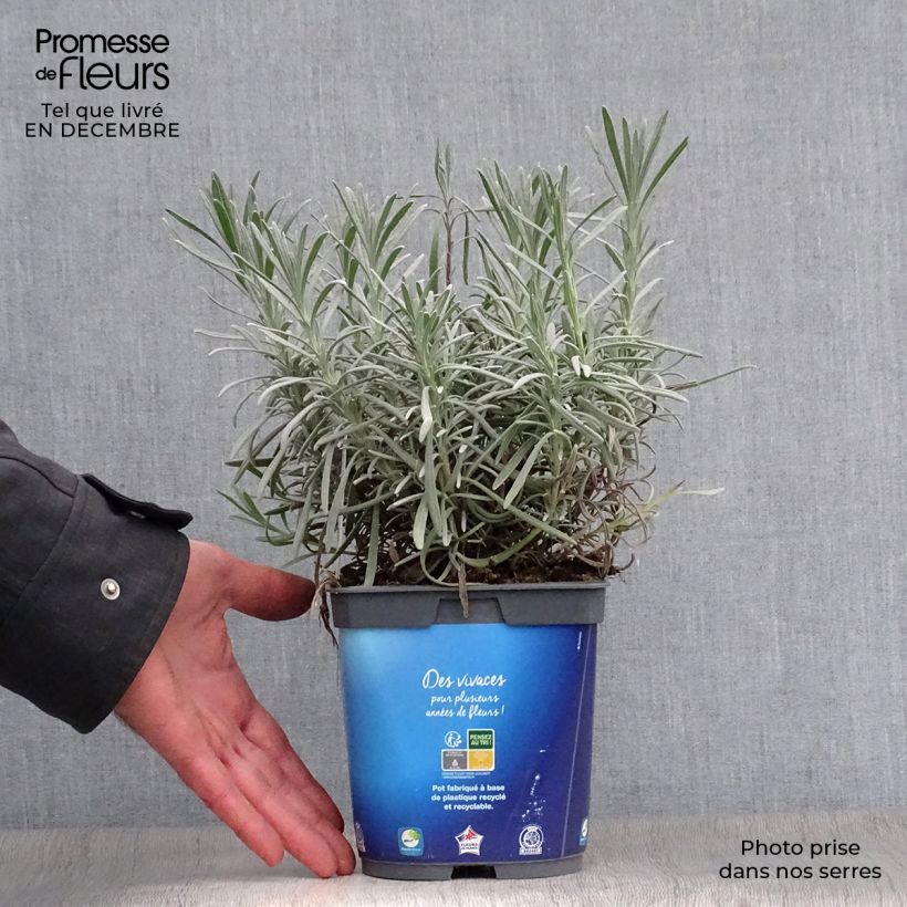 Lavandula intermedia Grosso - Lavandin 2L/3L pot sample as delivered in winter
