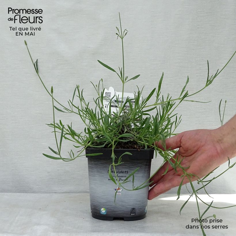 Lavandula intermedia Grosso - Lavandin 2L/3L pot sample as delivered in spring