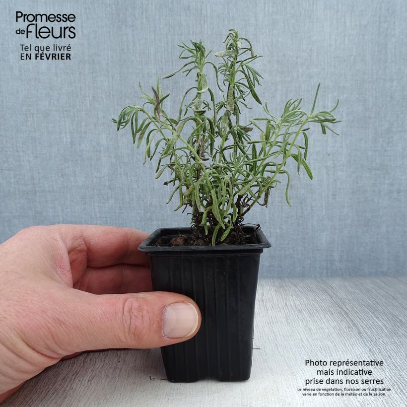 Lavandula stoechas - French Lavender 7/8 cm pot sample as delivered in winter