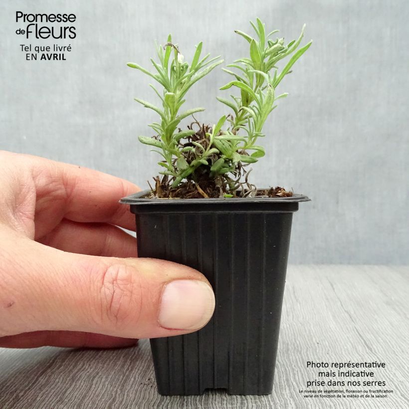 Lavandula stoechas - French Lavender 7/8 cm pot sample as delivered in spring