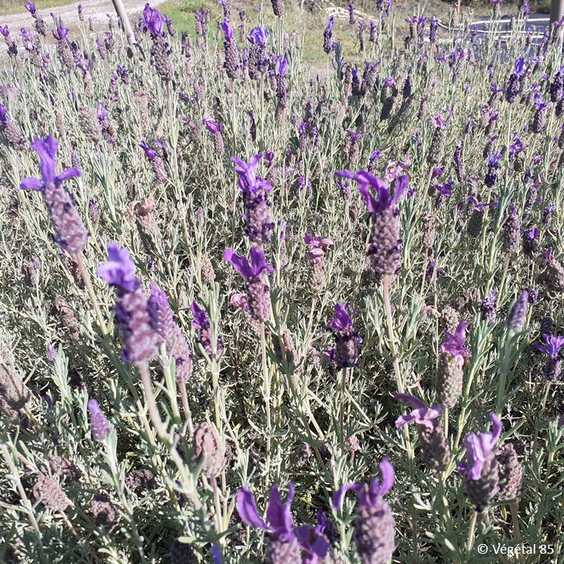 Lavandula stoechas Madrid Purple - French Lavender (Plant habit)