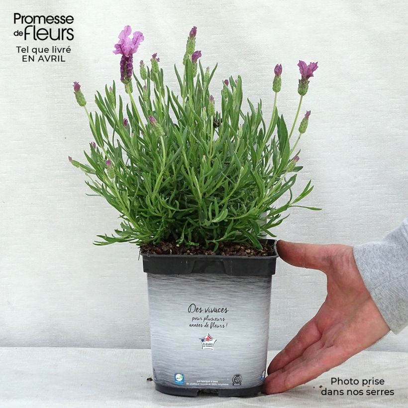 Lavandula stoechas The Princess - French Lavender 2L/3L pot sample as delivered in spring