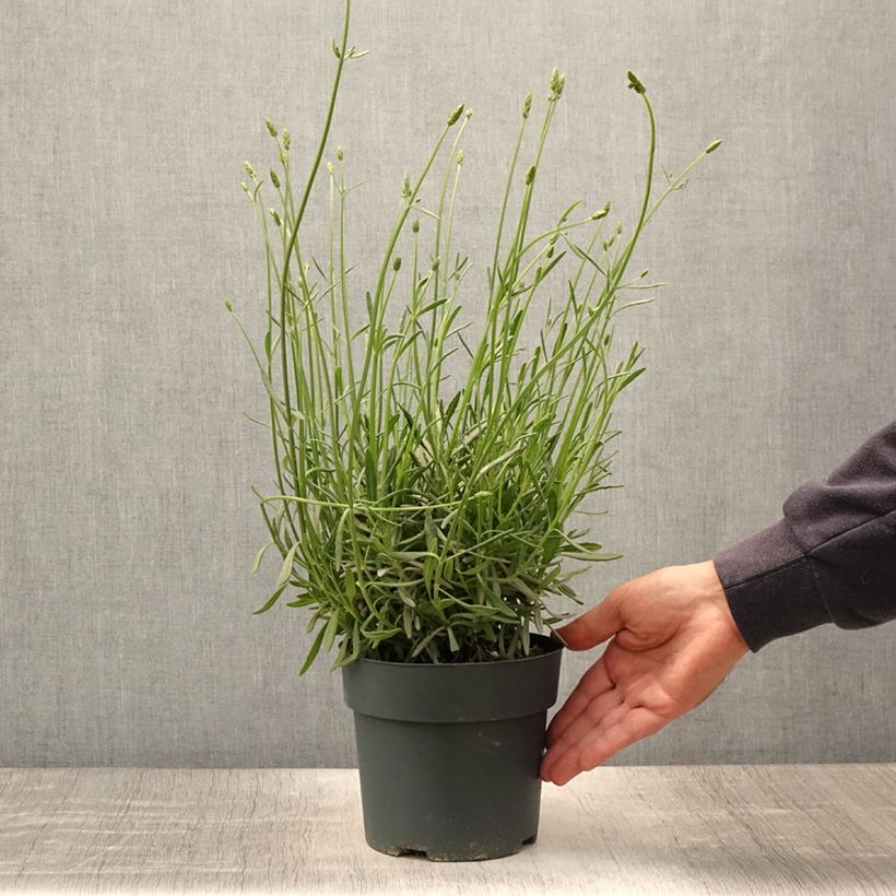 Lavandula intermedia Sensational 2L/3L pot sample as delivered in summer