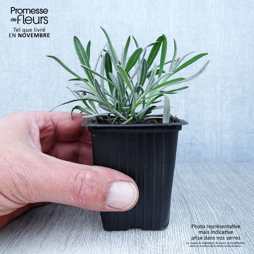 Lavandula angustifolia Alba - True Lavender 7/8 cm pot sample as delivered in autumn
