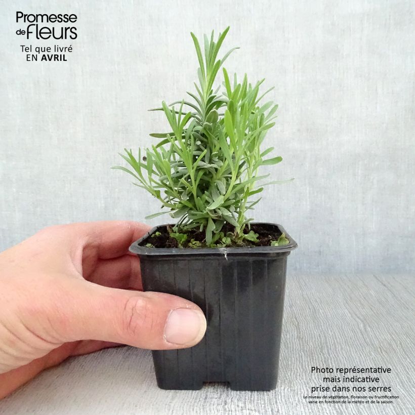 Lavandula angustifolia Alba - True Lavender 7/8 cm pot sample as delivered in spring
