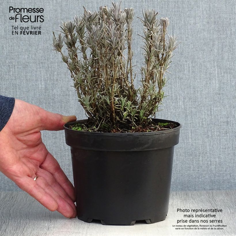 Lavandula angustifolia Alba - True Lavender 2L/3L pot sample as delivered in winter