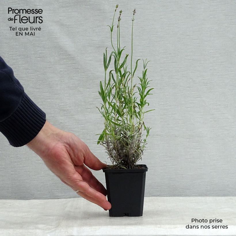 Lavandula angustifolia Dwarf Blue - True Lavender 8/9 cm pot sample as delivered in spring