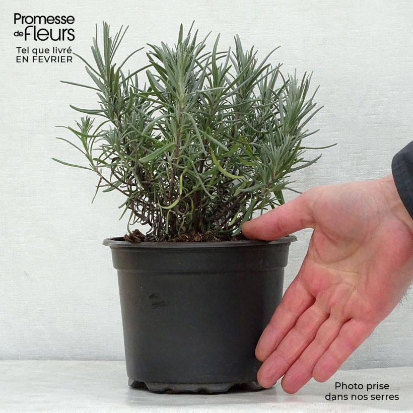 Lavandula angustifolia Dwarf Blue - True Lavender 2L/3L pot sample as delivered in winter