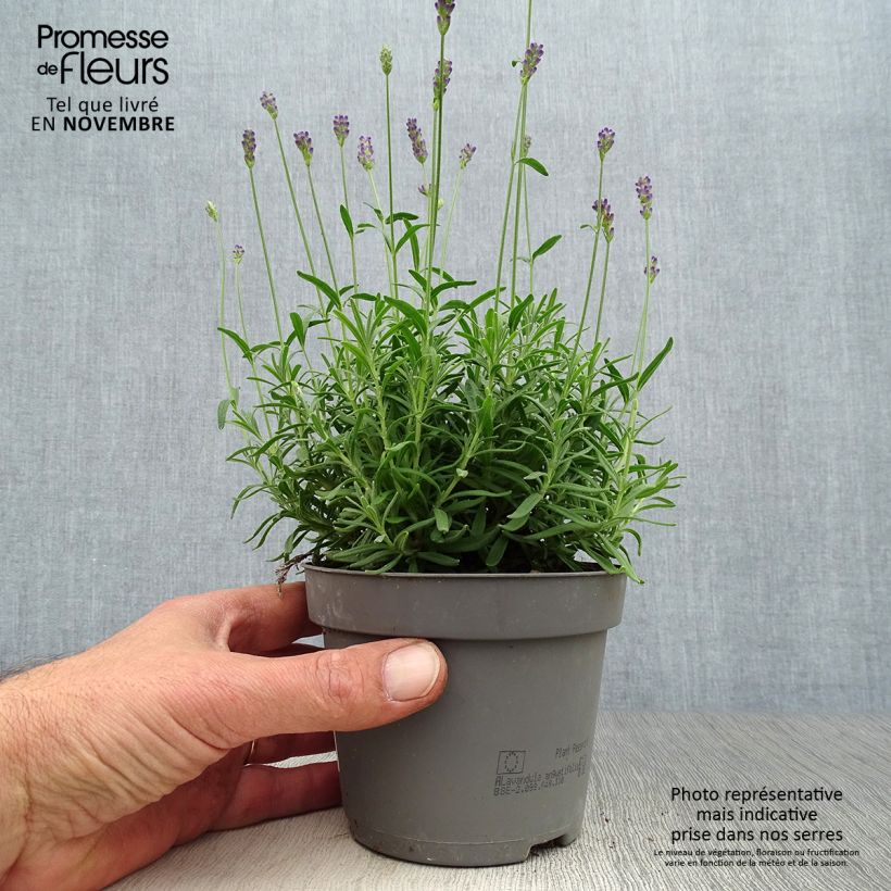 Lavandula angustifolia Hidcote - True Lavender 12cm pot sample as delivered in autumn