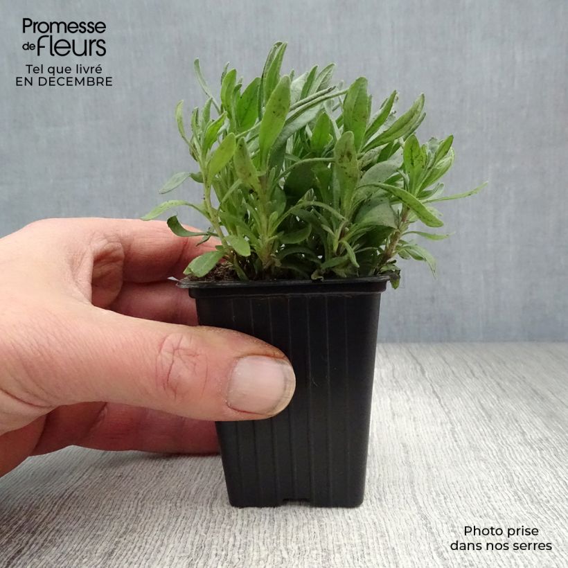 Lavandula angustifolia Hidcote - True Lavender 7/8 cm pot sample as delivered in winter
