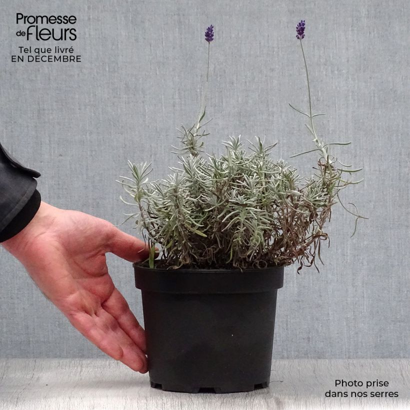 Lavandula angustifolia Hidcote - True Lavender 1.5L/2L pot sample as delivered in winter