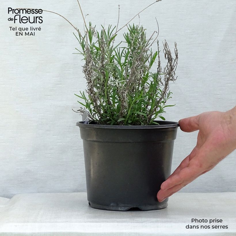 Lavandula angustifolia Hidcote - True Lavender 3L/4L pot sample as delivered in spring