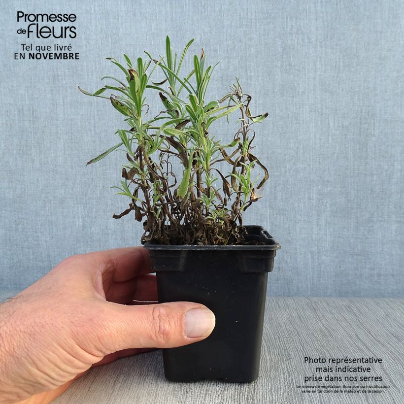 Lavandula angustifolila Rosea - True Lavender 7/8 cm pot sample as delivered in autumn