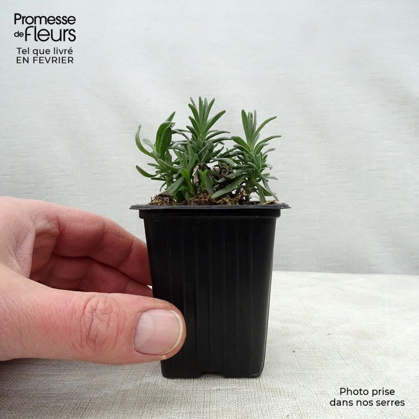 Lavandula angustifolila Rosea - True Lavender 7/8 cm pot sample as delivered in winter
