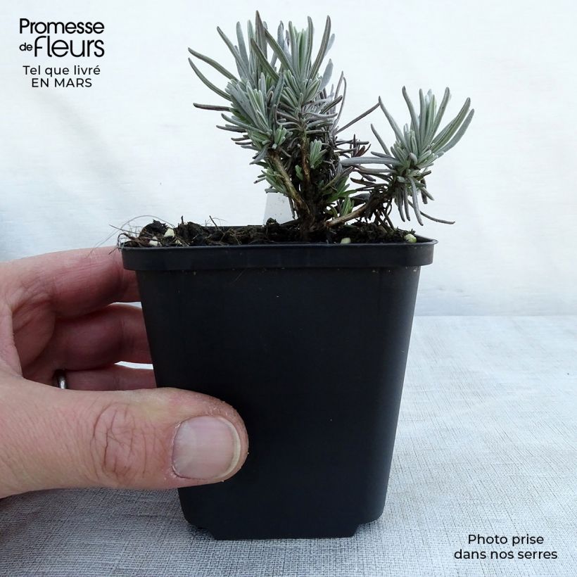 Lavandula angustifolia Siesta - True Lavender 8/9 cm pot sample as delivered in spring