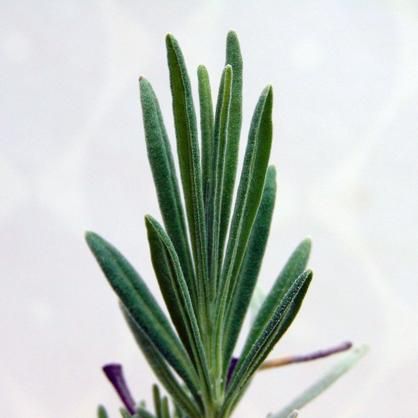Lavandula intermedia Dutch Group - Lavandin (Foliage)