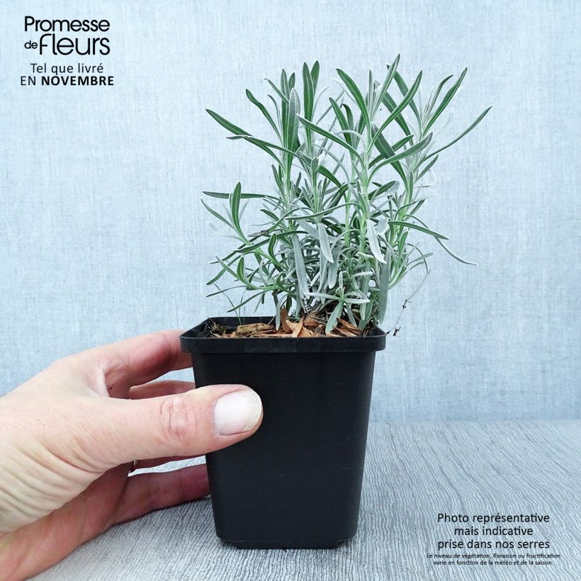 Lavandula intermedia Dutch Group - Lavandin 8/9 cm pot sample as delivered in autumn