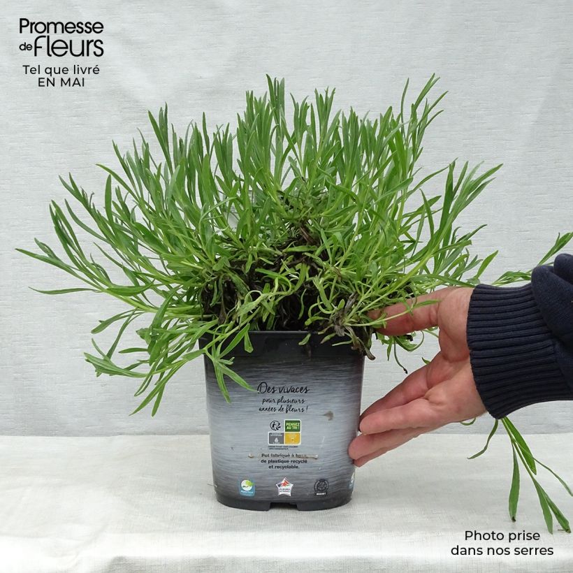 Lavandula intermedia Dutch Group - Lavandin 2L/3L pot sample as delivered in spring