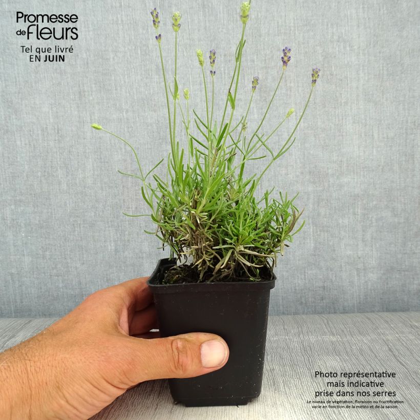 Lavandula angustifolia Blue Jeans - True Lavender 8/9 cm pot sample as delivered in spring