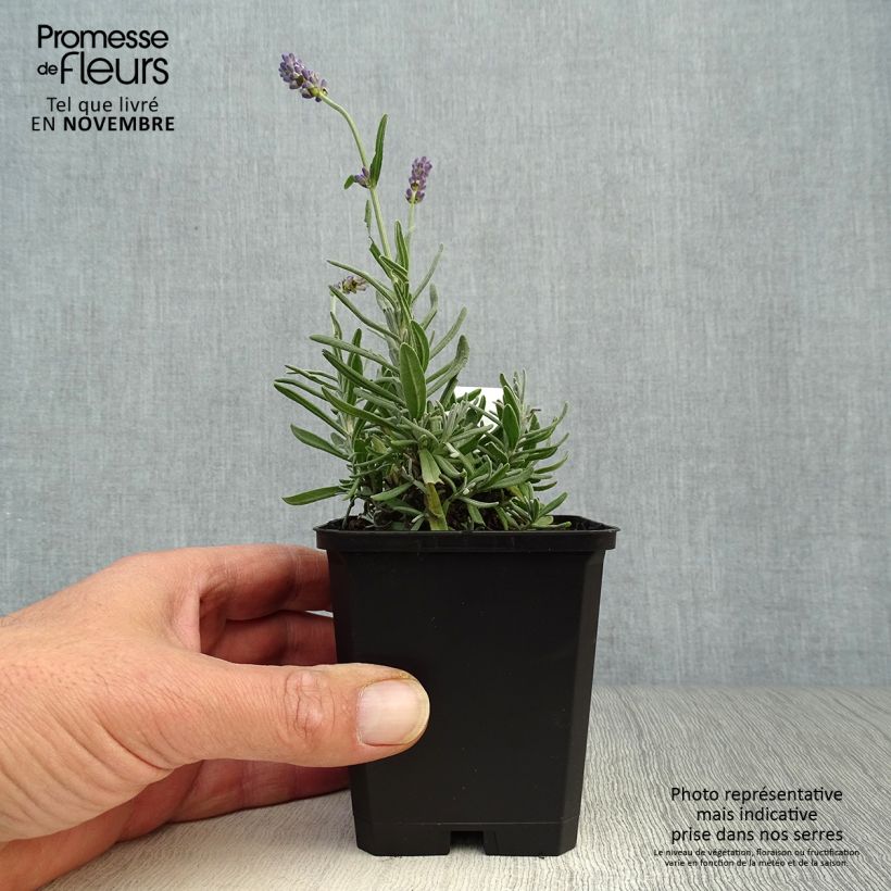 Lavandula angustifolia Essence Purple - True Lavender 8/9 cm pot sample as delivered in autumn