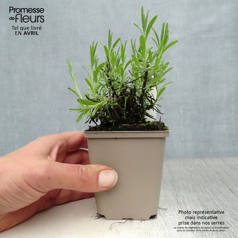 Lavandula angustifolia Essence Purple - True Lavender 8/9 cm pot sample as delivered in spring