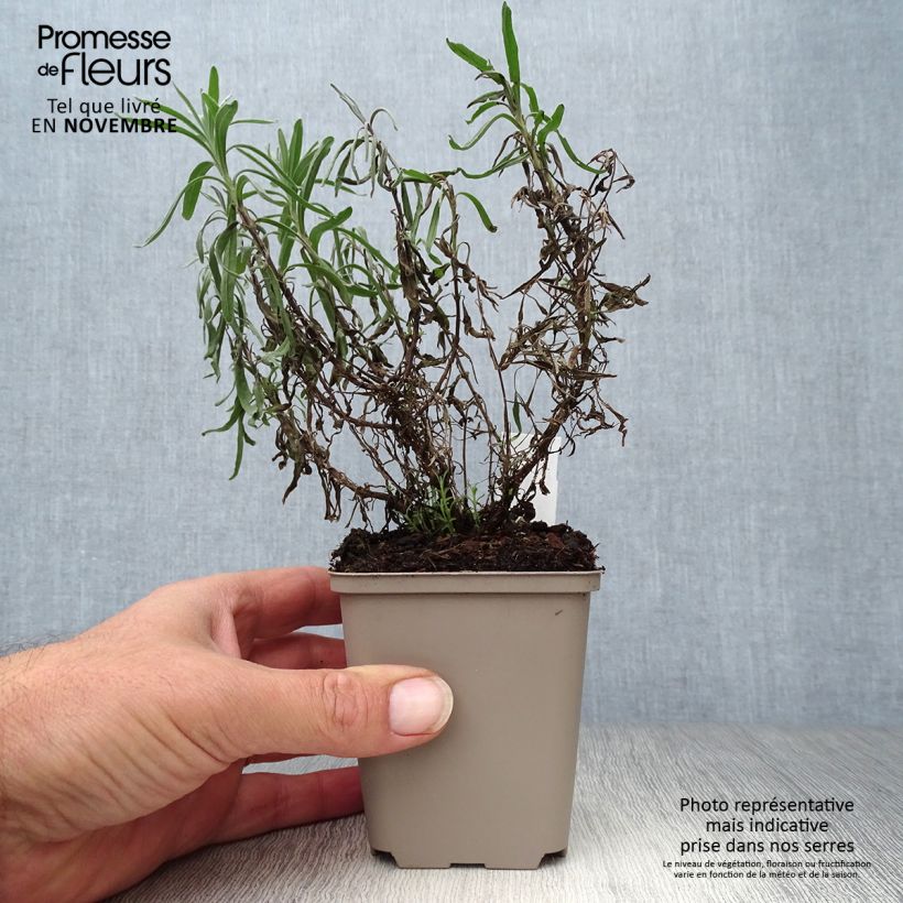 Lavandula angustifolia Twickel Purple - True Lavender 8/9 cm pot sample as delivered in autumn