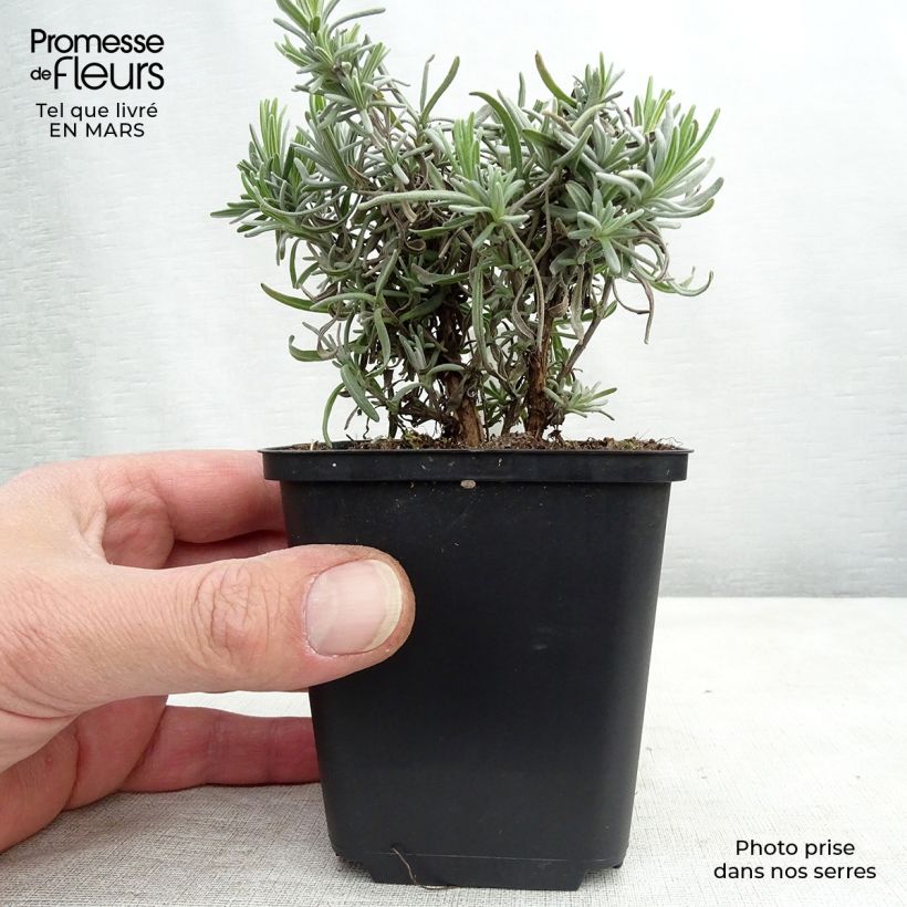 Lavandula angustifolia Twickel Purple - True Lavender 8/9 cm pot sample as delivered in spring