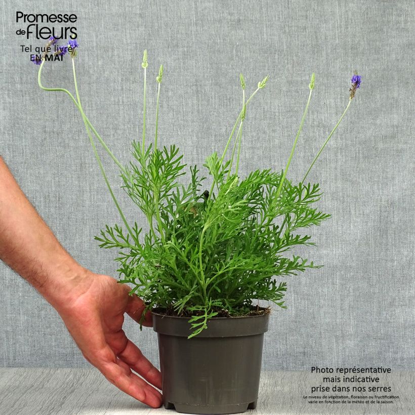 Lavandula pinnata var. pinnata - Lavender 1.5L/2L pot sample as delivered in spring