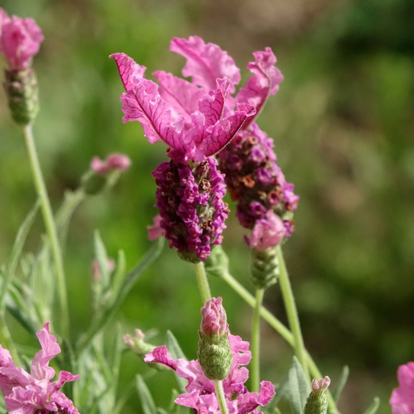 Lavandula stoechas The Princess - French Lavender (Flowering)