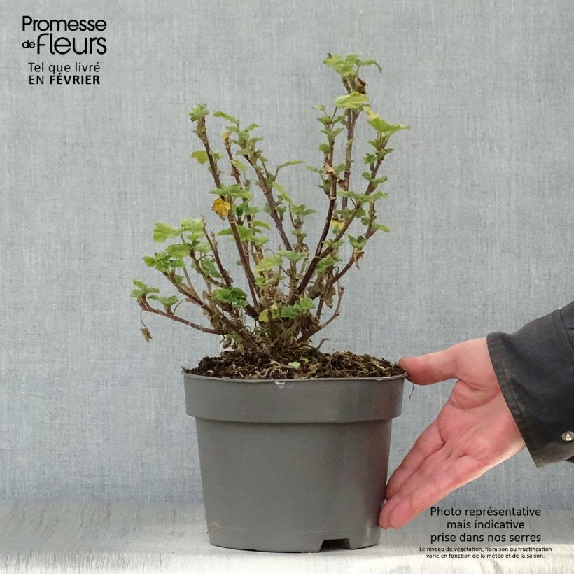 Lavatera clementii Barnsley - Tree Mallow 2L/3L pot sample as delivered in winter