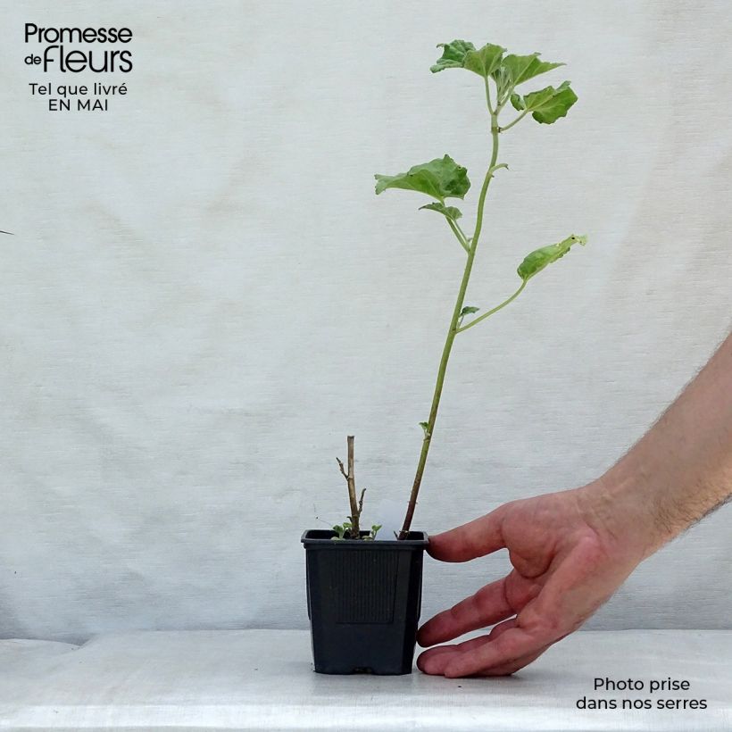 Lavatera Barnsley Baby - Tree Mallow 8/9 cm pot sample as delivered in spring