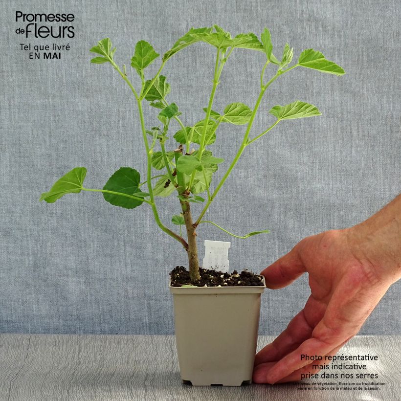 Lavatera Blushing Bride - Tree Mallow 8/9 cm pot sample as delivered in spring