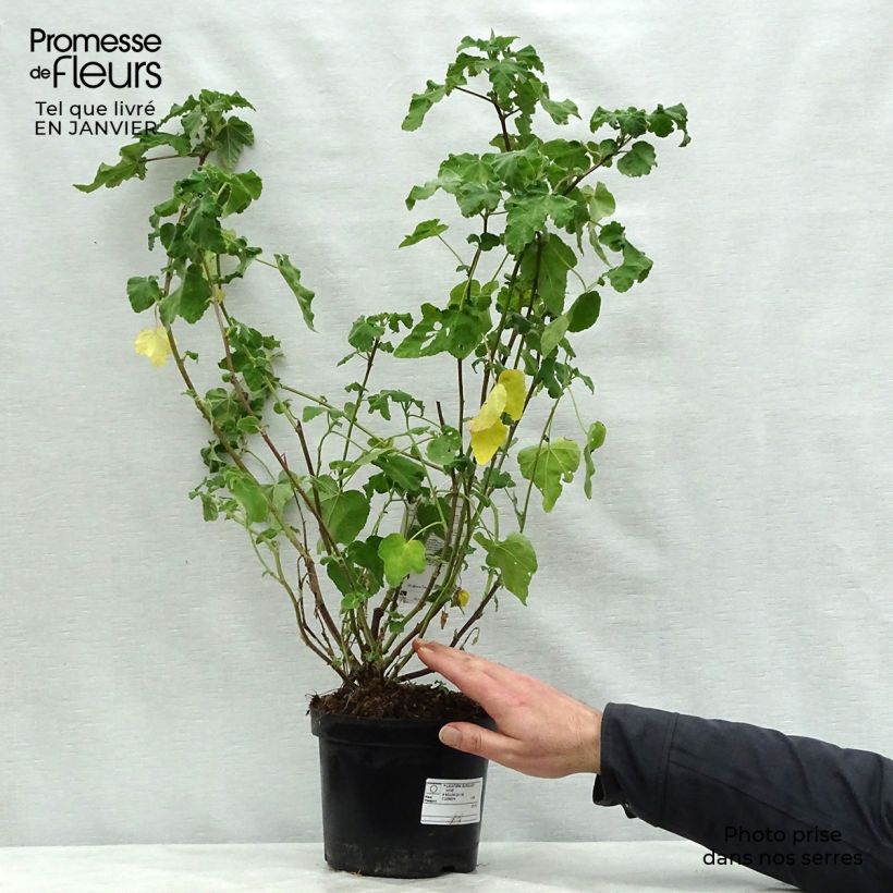 Lavatera Burgundy Wine - Tree Mallow 2L/3L pot sample as delivered in winter