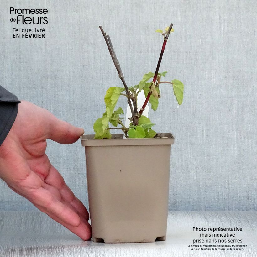 Lavatera Burgundy Wine - Tree Mallow 8/9 cm pot sample as delivered in winter