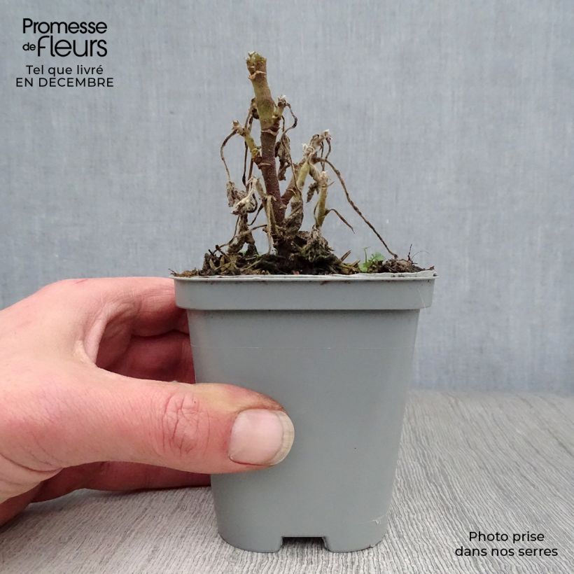 Lavatera Candy Floss - Tree Mallow 8/9 cm pot sample as delivered in winter