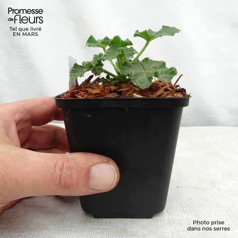 Lavatera White Angel - Tree Mallow 8/9 cm pot sample as delivered in spring