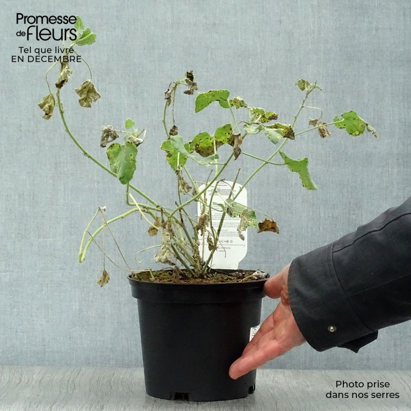 Lavatera olbia Rosea - Tree Mallow 2L/3L pot sample as delivered in winter