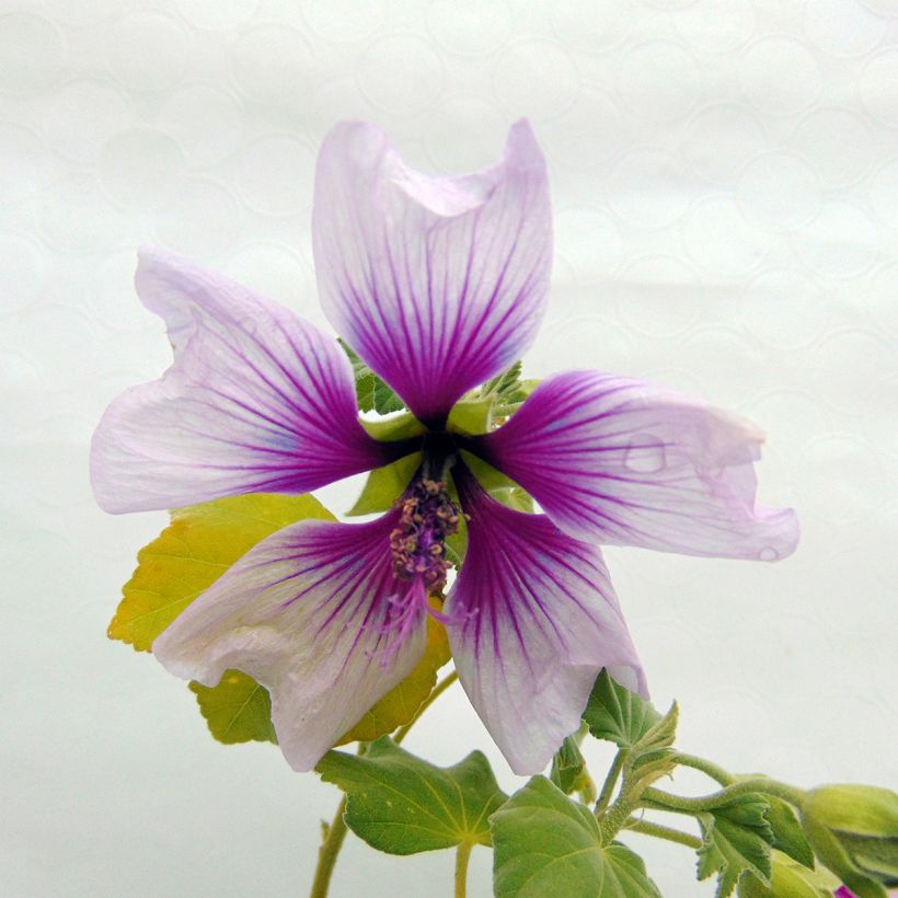 Lavatera maritima Bicolour - Tree Mallow (Flowering)