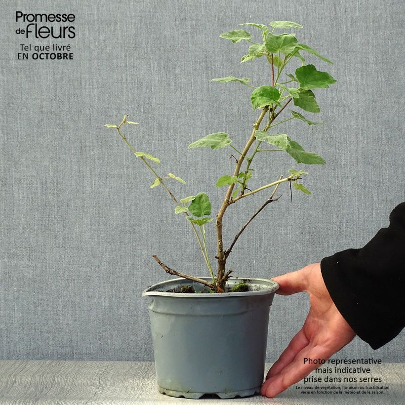 Lavatera thuringiaca Bredon Springs - Tree Mallow 2L/3L pot sample as delivered in autumn