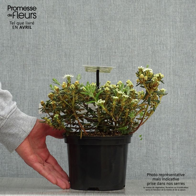 Rhododendron groenlandicum Compactum 2L/3L pot sample as delivered in spring