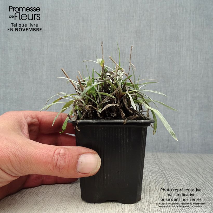 Leontopodium alpinum Blossom of Snow - Edelweiss 8/9 cm pot sample as delivered in autumn