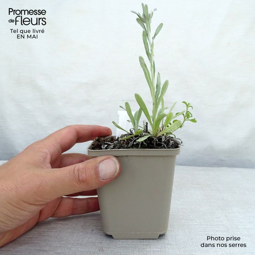 Leontopodium alpinum Mont Blanc - Edelweiss 8/9 cm pot sample as delivered in spring