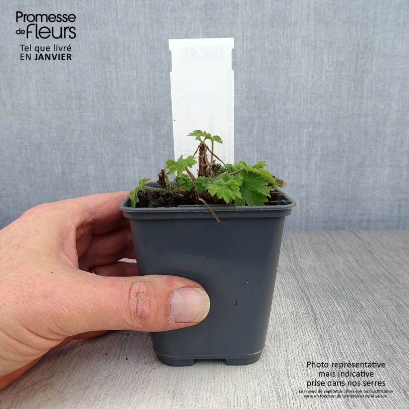 Leonurus cardiaca 8/9 cm pot sample as delivered in winter