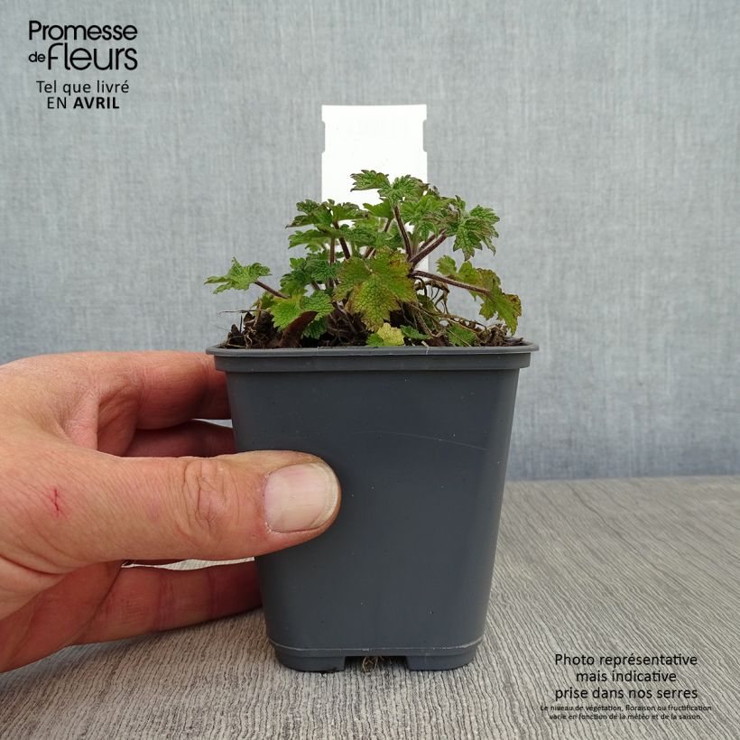 Leonurus cardiaca 8/9 cm pot sample as delivered in spring